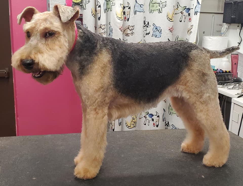 Dog after professional grooming — transformation 1, ALFONSO'S DOG MOBILE GROOMING