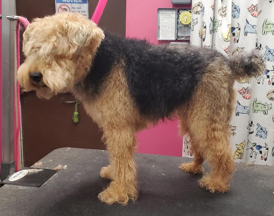 Dog before grooming — transformation 1, ALFONSO'S DOG MOBILE GROOMING