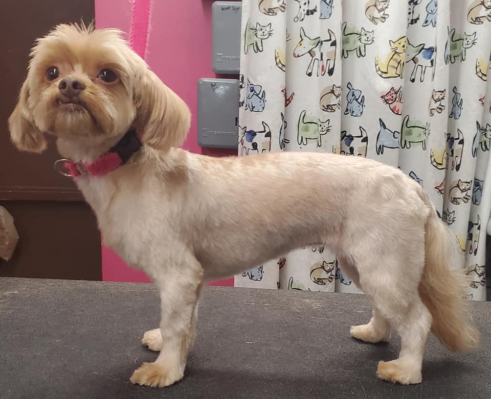 Dog after professional grooming — transformation 2, ALFONSO'S DOG MOBILE GROOMING