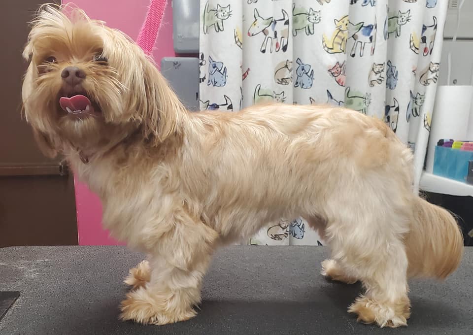 Dog before grooming — transformation 2, ALFONSO'S DOG MOBILE GROOMING