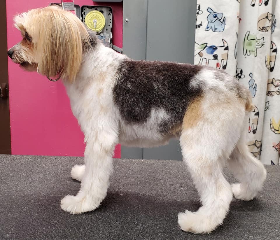 Dog after professional grooming — transformation 3, ALFONSO'S DOG MOBILE GROOMING