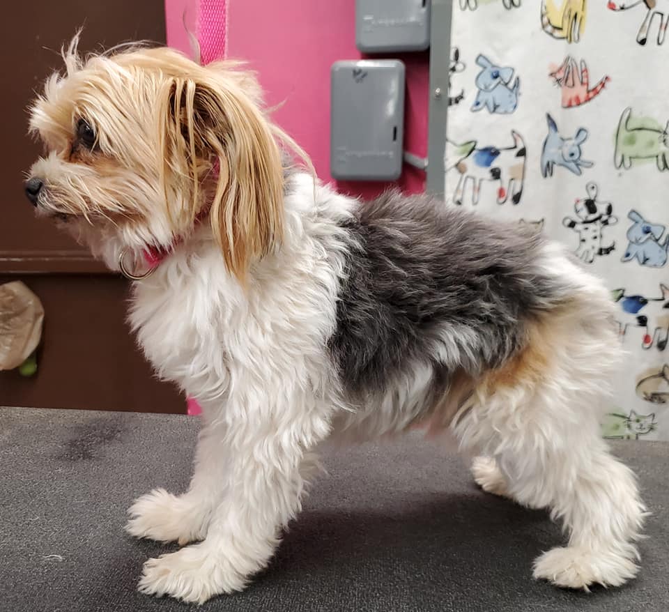 Dog before grooming — transformation 3, ALFONSO'S DOG MOBILE GROOMING