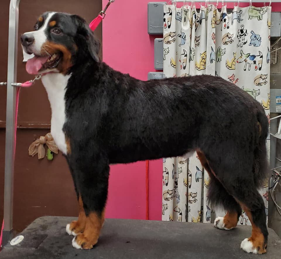Dog after professional grooming — transformation 4, ALFONSO'S DOG MOBILE GROOMING