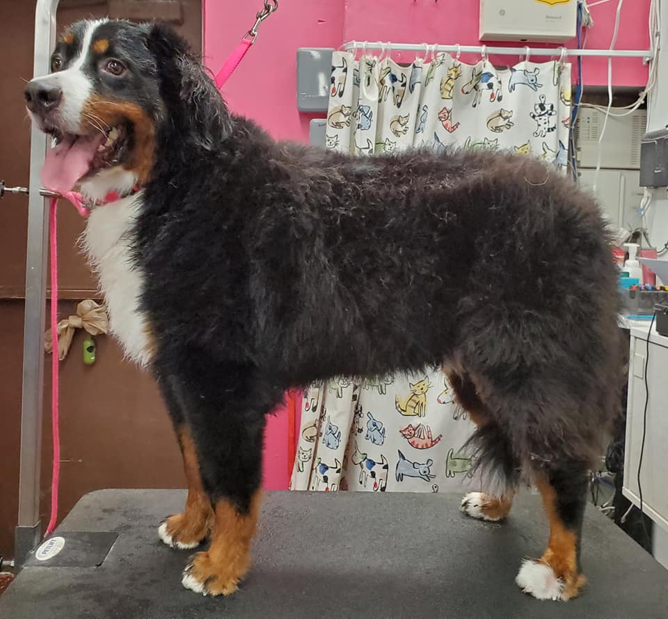 Dog before grooming — transformation 4, ALFONSO'S DOG MOBILE GROOMING