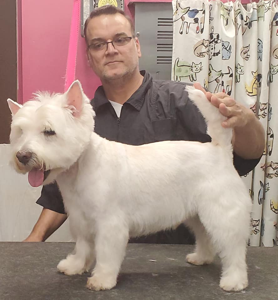 Dog after professional grooming — transformation 5, ALFONSO'S DOG MOBILE GROOMING