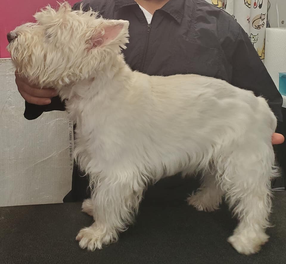 Dog before grooming — transformation 5, ALFONSO'S DOG MOBILE GROOMING