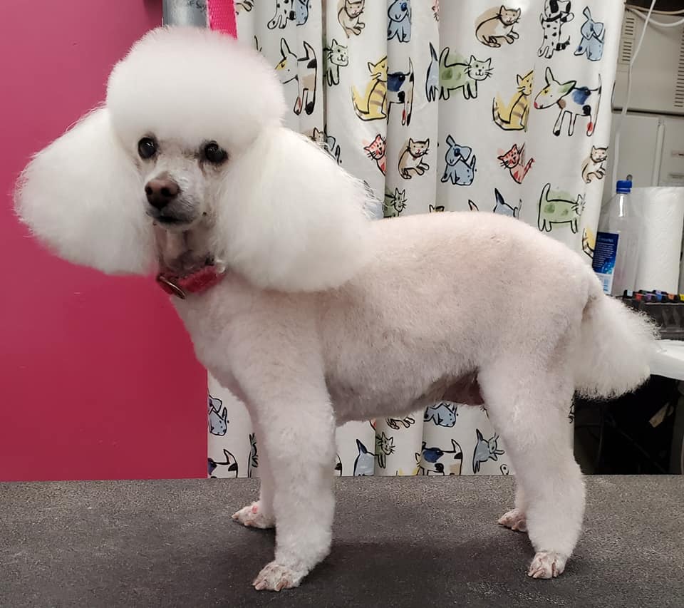 Dog after professional grooming — transformation 6, ALFONSO'S DOG MOBILE GROOMING