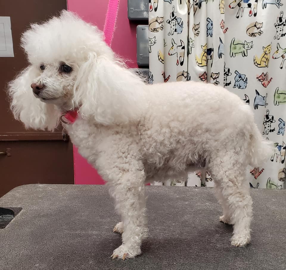 Dog before grooming — transformation 6, ALFONSO'S DOG MOBILE GROOMING