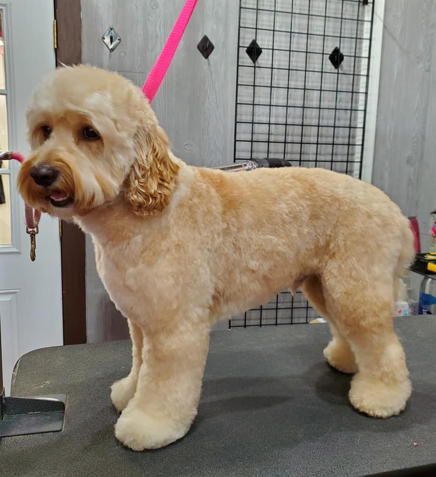 Dog after professional grooming — transformation 7, ALFONSO'S DOG MOBILE GROOMING