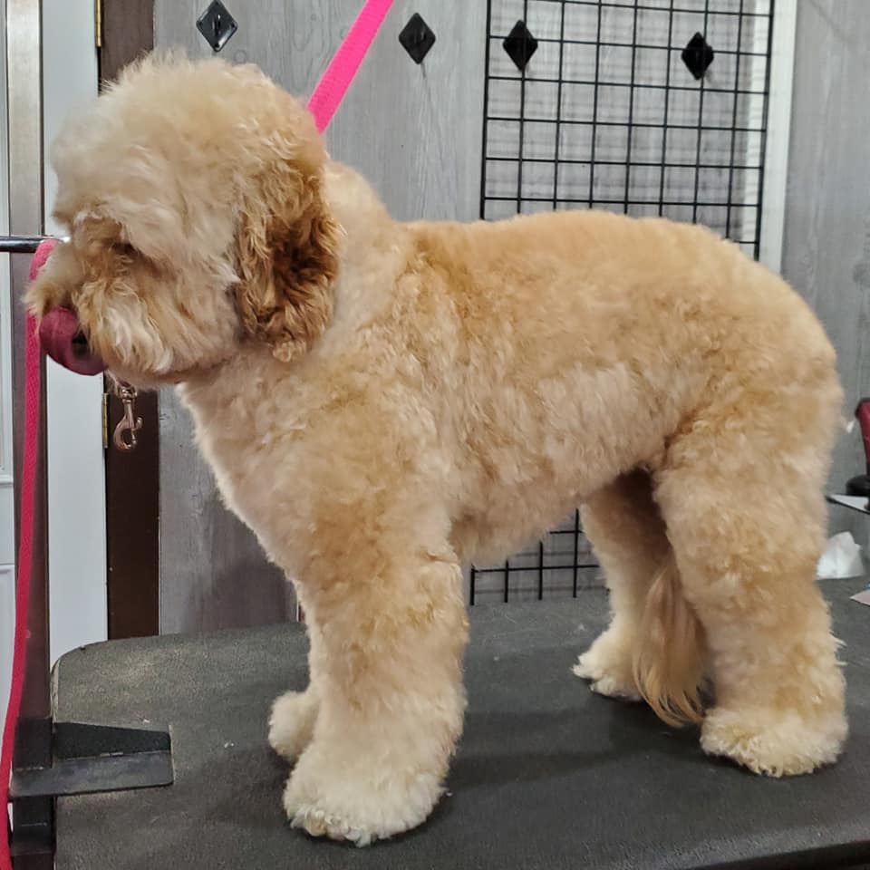 Dog before grooming — transformation 7, ALFONSO'S DOG MOBILE GROOMING